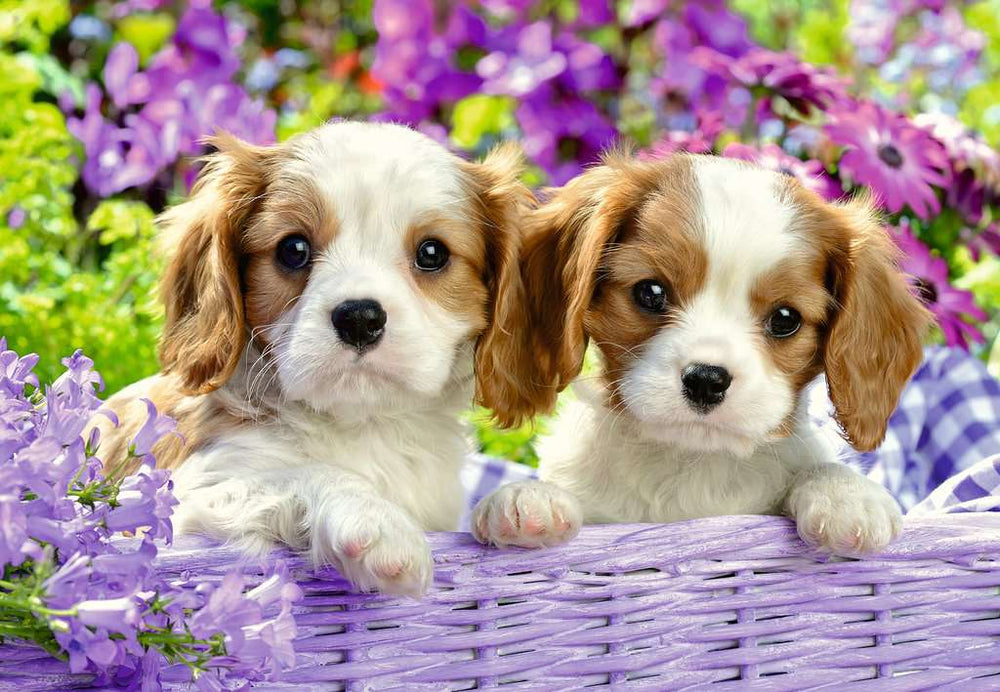 Puzzle: Me and My Pal