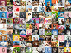Puzzle: 99 Cats