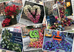 Puzzle: NYC Flower Flash