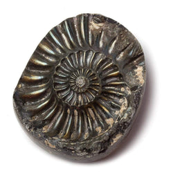18x39mm Pyritized Ammonite Fossil Focal Bead (ONLINE ORDER ONLY)