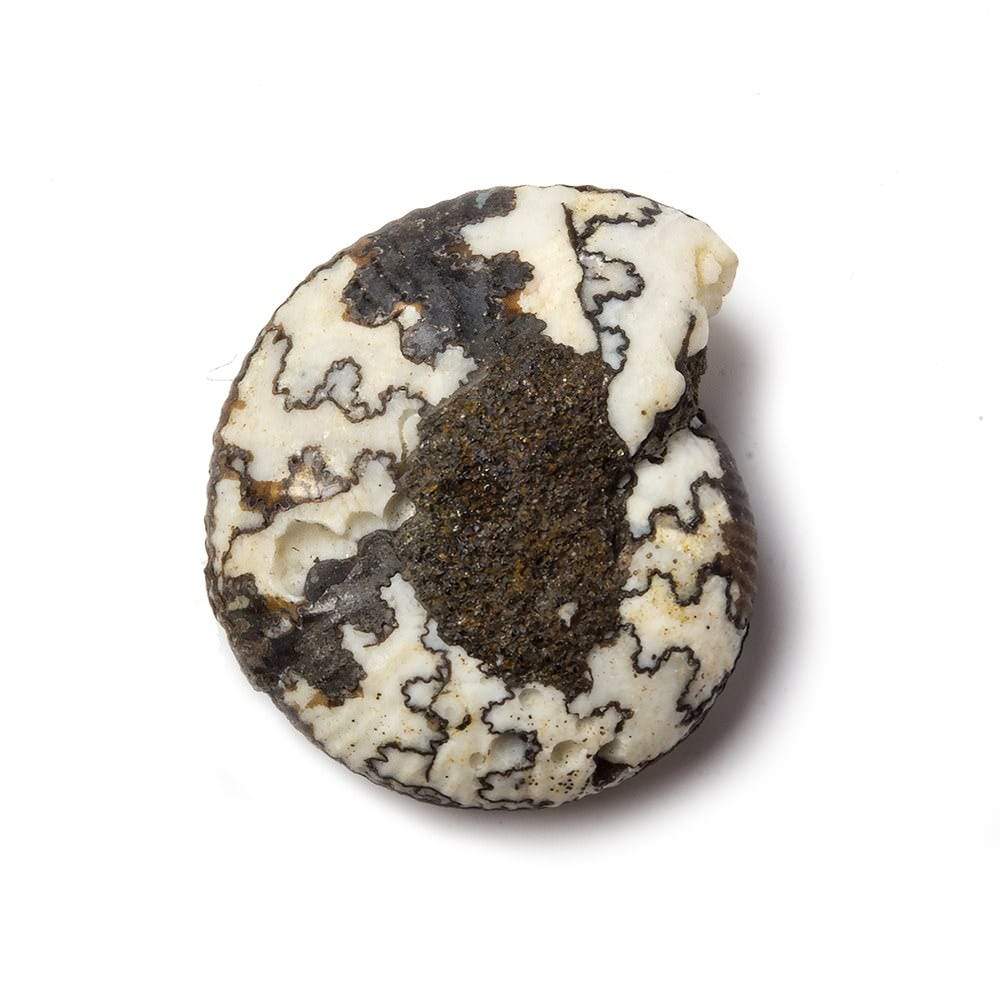 21x18mm Ceratite Fossil Focal Bead (ONLINE ORDER ONLY)