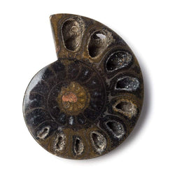 2.5x1.75 inch Ammonite Fossil Bead (ONLINE ORDER ONLY)