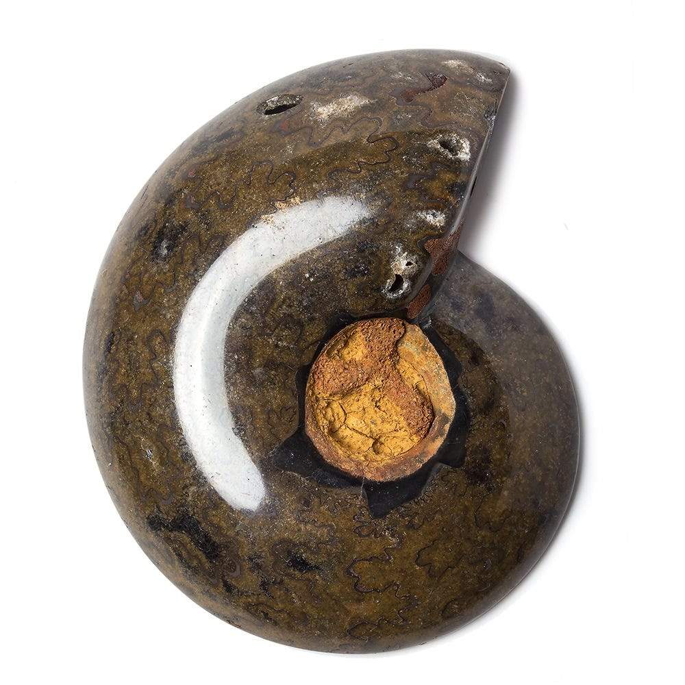 2.5x1.75 inch Ammonite Fossil Bead (ONLINE ORDER ONLY)
