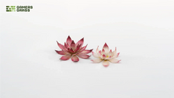 Gamers Grass | Laser Plants | Lotus Flower (ONLINE ORDER ONLY)