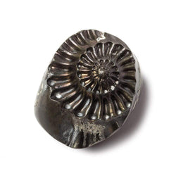 31x26mm Pyritized Ammonite  Fossil Focal Bead (ONLINE ORDER ONLY)