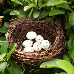 Handmade Bird Nest with Realistic Eggs — Natural Decor or Companion for Hand-Carved Bird Figures (ONLINE ORDER ONLY)
