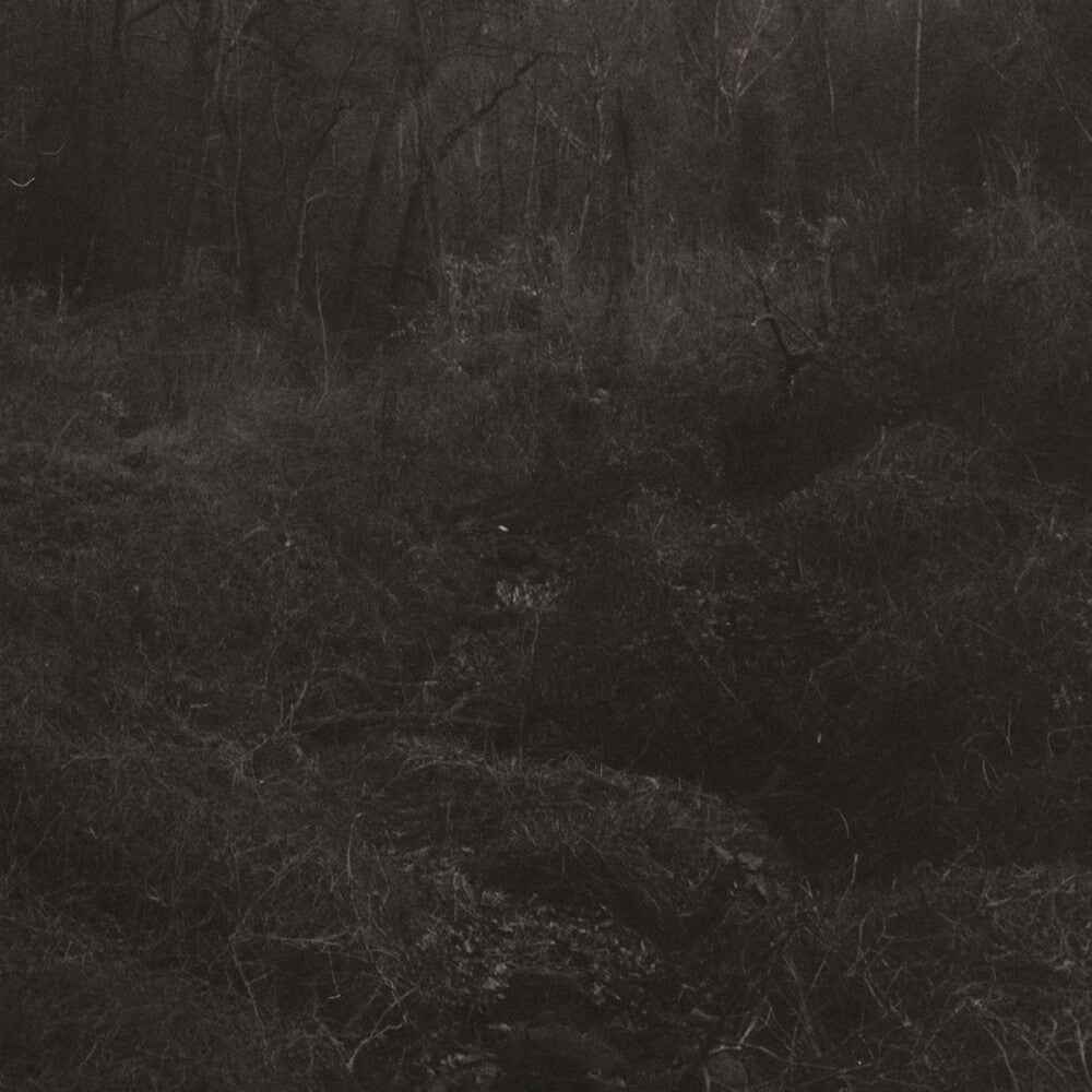 Transient [Download Included]