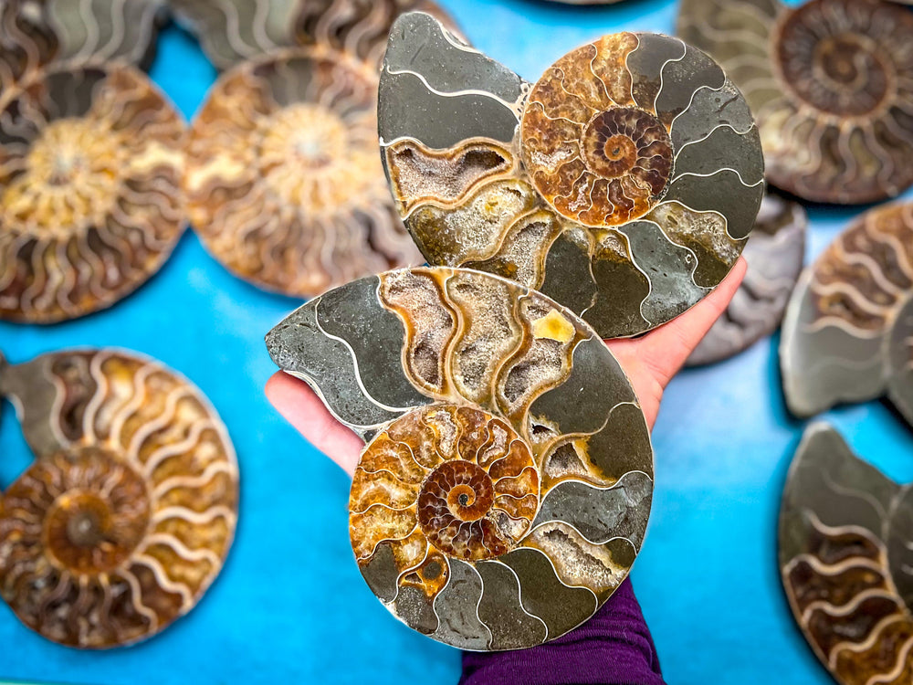 Polished Ammonite Pairs, Ethically Sourced Ammonite Halves 500-1500 grams (ONLINE ORDER ONLY)