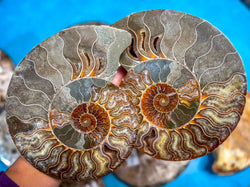 Polished Ammonite Pairs, Ethically Sourced Ammonite Halves 500-1500 grams (ONLINE ORDER ONLY)