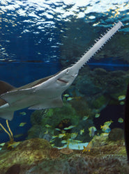 Large Sawfish Tooth (ONLINE ORDER ONLY)