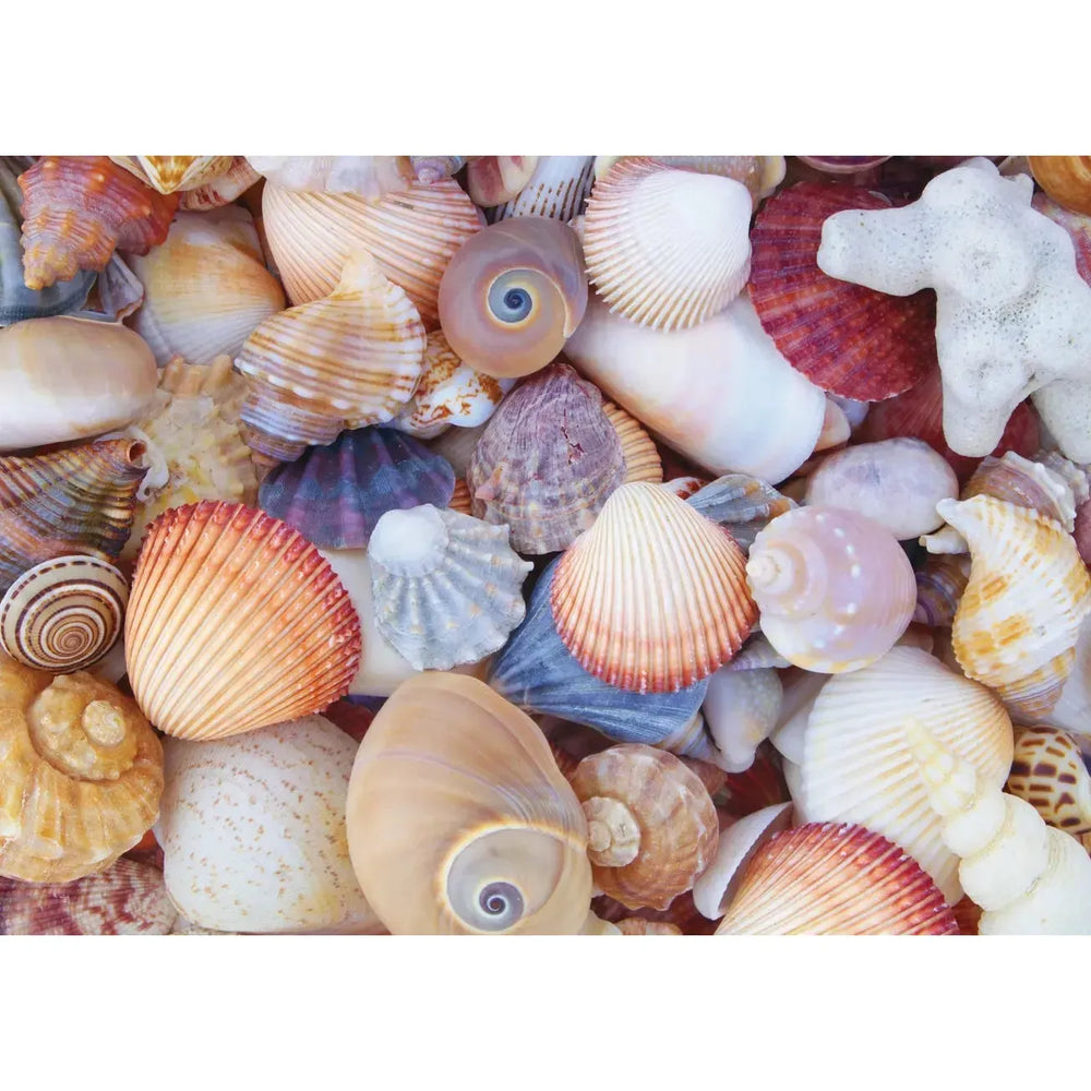 All the Shells 1000 Piece Jigsaw Puzzle Peter Pauper (ONLINE ORDER ONLY)
