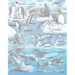 Antarctica Animals 66 Piece Tray Jigsaw Puzzle Larsen (ONLINE ORDER ONLY)
