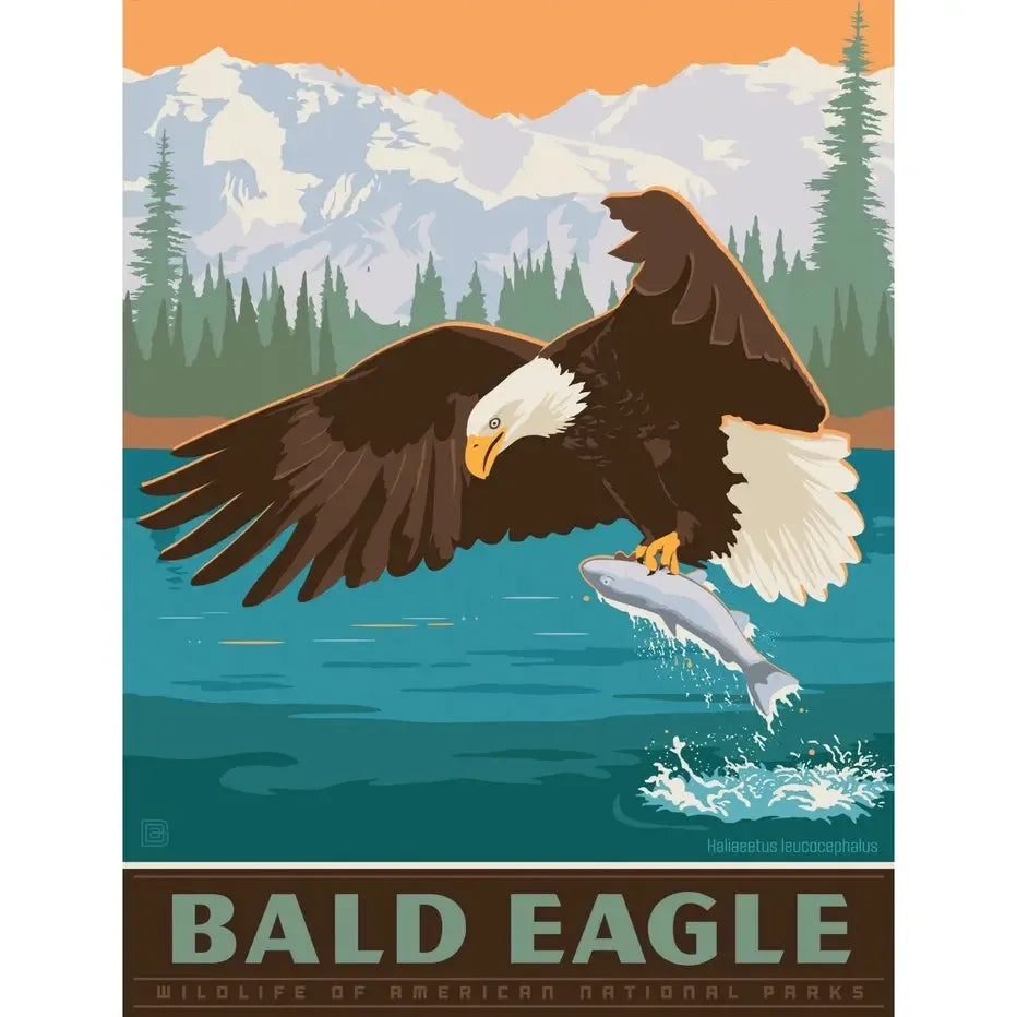Bald Eagle 300 Piece Jigsaw Puzzle MasterPieces (ONLINE ORDER ONLY)