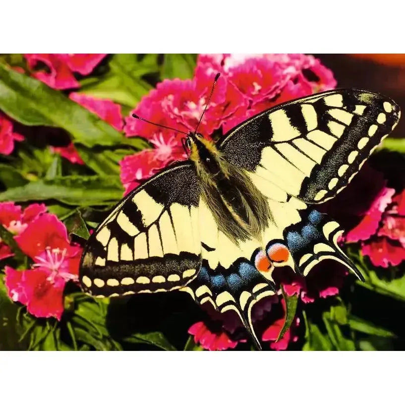 Butterfly 500 Piece Jigsaw Puzzle Ravensburger (ONLINE ORDER ONLY)