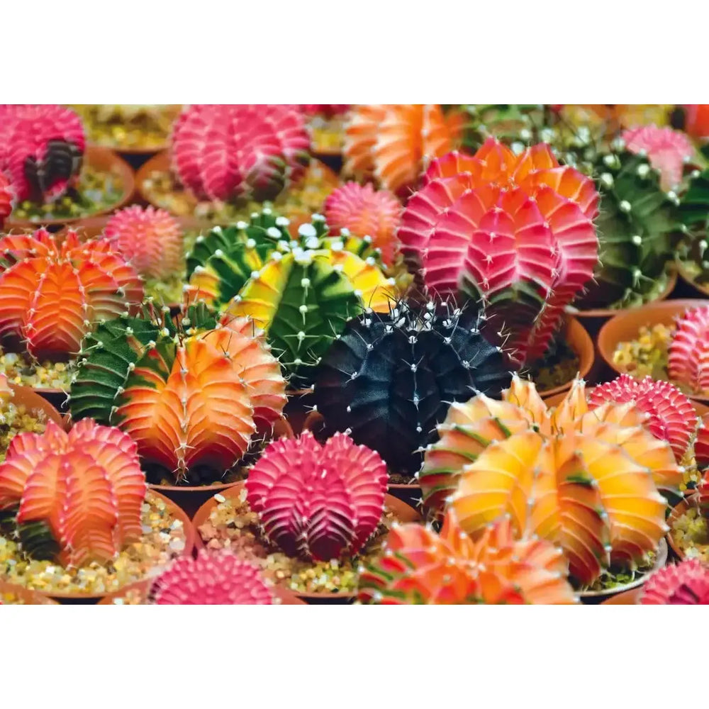 Colorful Succulents 1000 Piece Jigsaw Puzzle Trefl (ONLINE ORDER ONLY)