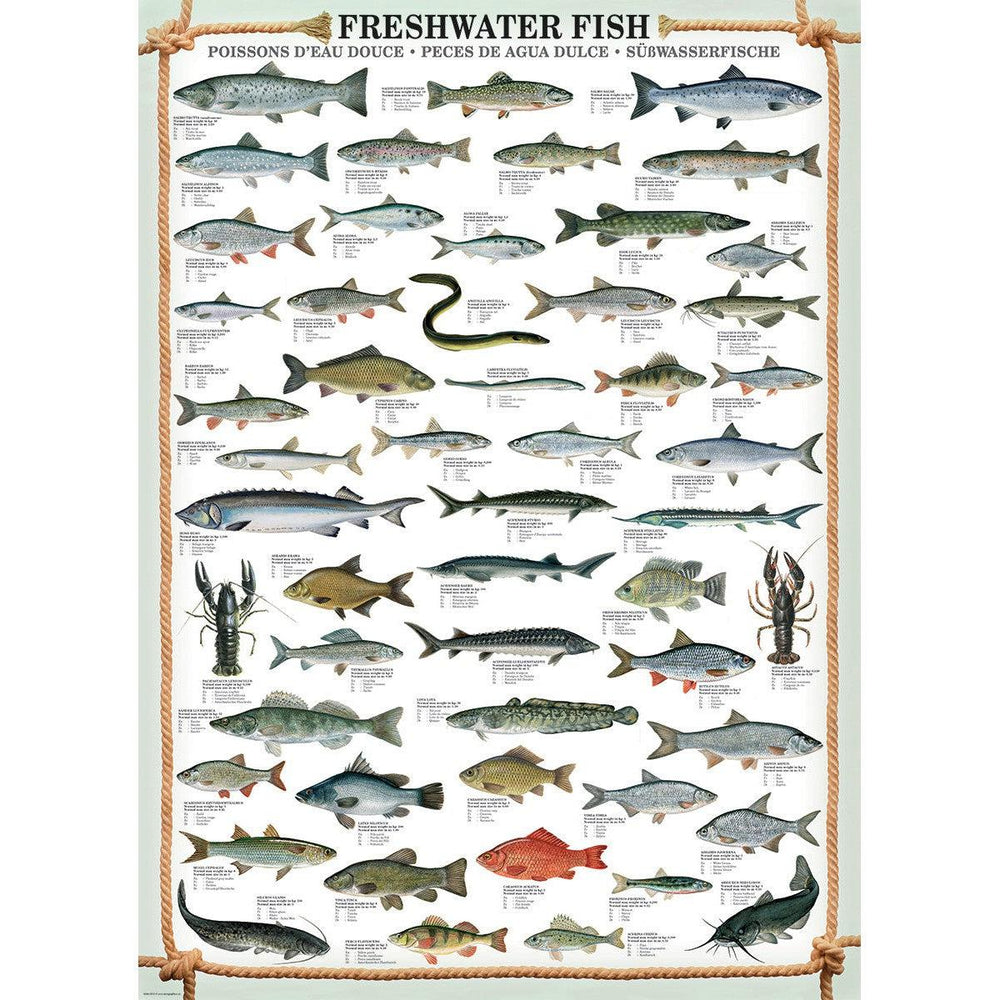 Freshwater Fish 1000 Piece Jigsaw Puzzle Eurographics (ONLINE ORDER ONLY)