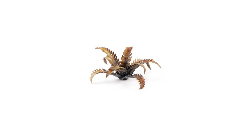 Gamers Grass | Laser Plants | Alien Fern (ONLINE ORDER ONLY)