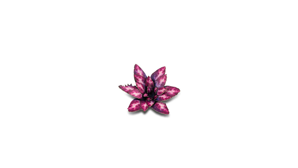 Gamers Grass | Laser Plants | Alien Rosette (ONLINE ORDER ONLY)