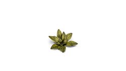 Gamers Grass | Laser Plants | Dumb Cane (ONLINE ORDER ONLY)