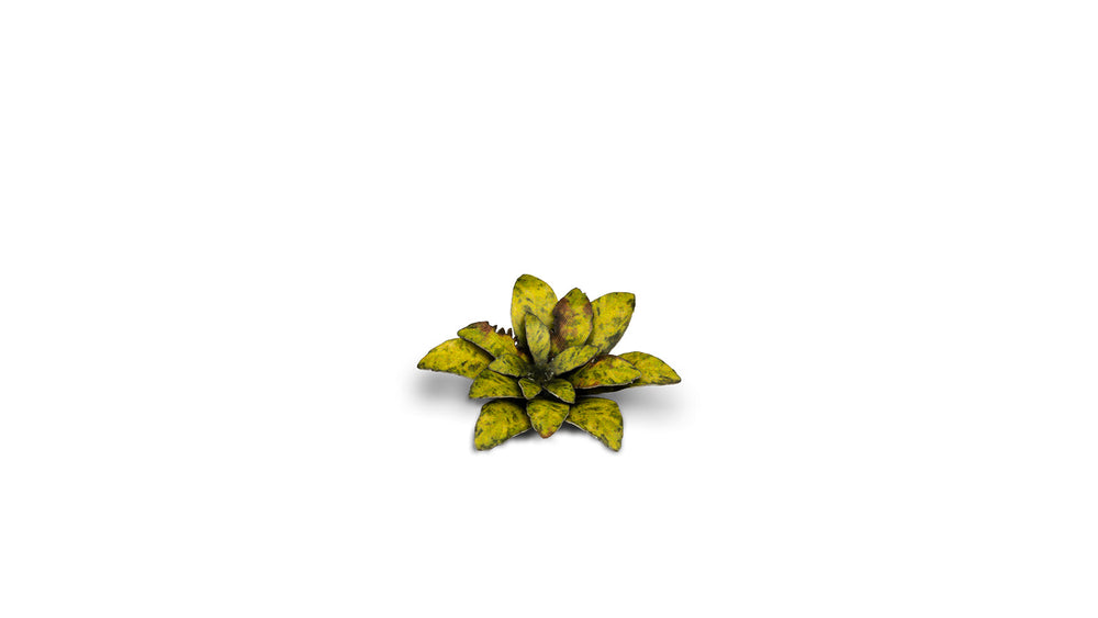 Gamers Grass | Laser Plants | Dumb Cane (ONLINE ORDER ONLY)