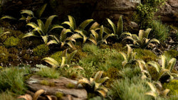 Gamers Grass | Laser Plants | Deer Fern (ONLINE ORDER ONLY)