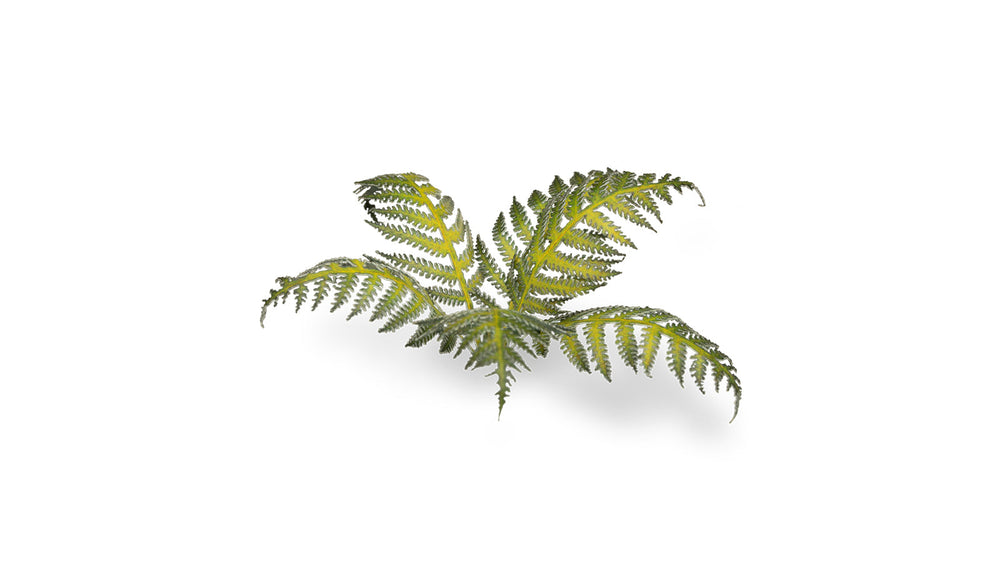 Gamers Grass | Laser Plants | Bracken (ONLINE ORDER ONLY)
