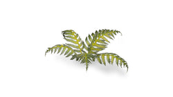 Gamers Grass | Laser Plants | Bracken (ONLINE ORDER ONLY)