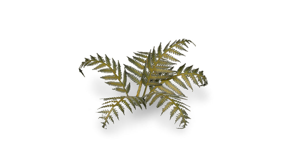 Gamers Grass | Laser Plants | Bracken (ONLINE ORDER ONLY)