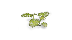 Gamers Grass | Laser Plants | Monstera (ONLINE ORDER ONLY)