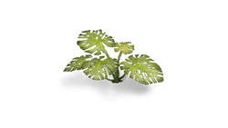 Gamers Grass | Laser Plants | Monstera (ONLINE ORDER ONLY)