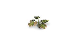 Gamers Grass | Laser Plants | Monstera (ONLINE ORDER ONLY)