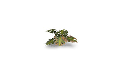 Gamers Grass | Laser Plants | Monstera (ONLINE ORDER ONLY)
