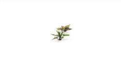 Gamers Grass | Laser Plants | Plantain Lily (ONLINE ORDER ONLY)