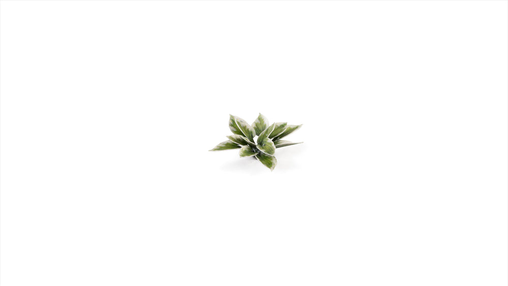 Gamers Grass | Laser Plants | Plantain Lily (ONLINE ORDER ONLY)