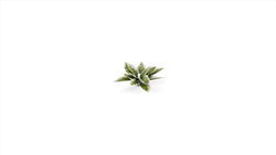 Gamers Grass | Laser Plants | Plantain Lily (ONLINE ORDER ONLY)