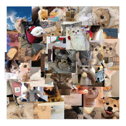 Cute Cat Dog Meme Stickers for Laptop Phone Luggage Fridge - 10/30/48PCS (Online Order Only)