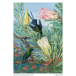 Honeyflowers & Honeysuckers by M. North 1000 Piece Jigsaw Puzzle Flame Tree (ONLINE ORDER ONLY)