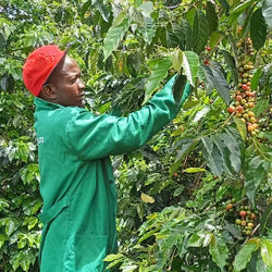 Mr. Mann's (Farm to Cup coffee from Highlands Global Coffee) (ONLINE ORDER ONLY)