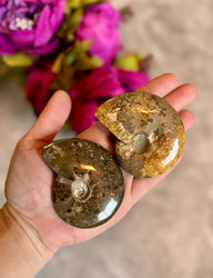 Polished Ammonite Fossils, ethically sourced fossils (ONLINE ORDER ONLY)