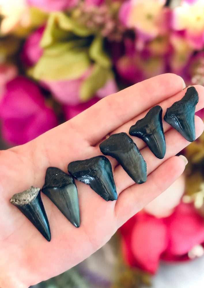 Small Megaladon Teeth Fossils, Paleontology Gift, Fossil Gift (ONLINE ORDER ONLY)