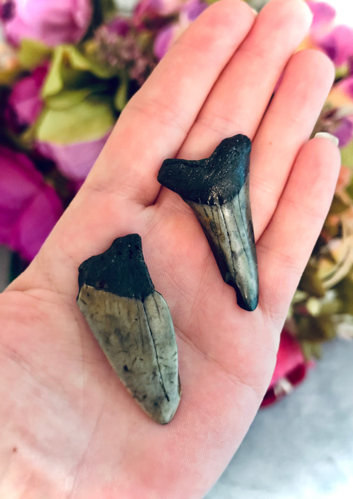 Small Megaladon Teeth Fossils, Paleontology Gift, Fossil Gift (ONLINE ORDER ONLY)