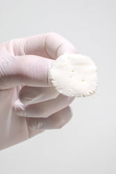 Alligator Osteoderm Bone (Online Order Only)