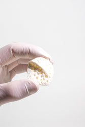 Alligator Osteoderm Bone (Online Order Only)