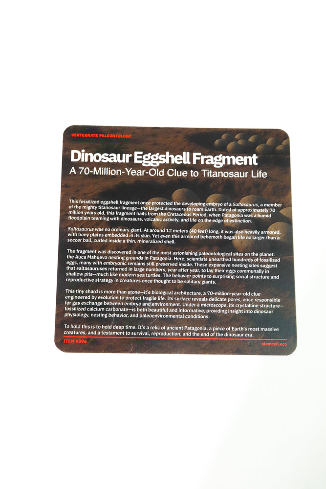Saltasaurus Eggshell Fossil (ONLINE ORDER ONLY)