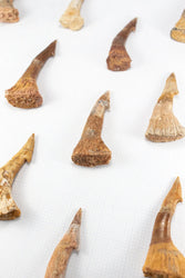 Large Sawfish Tooth (ONLINE ORDER ONLY)