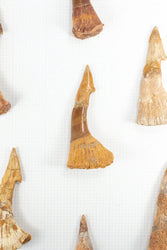 Large Sawfish Tooth (ONLINE ORDER ONLY)
