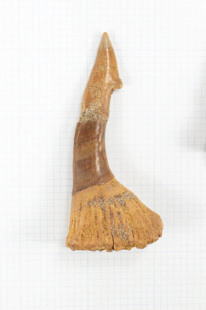Large Sawfish Tooth (ONLINE ORDER ONLY)
