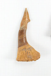 Large Sawfish Tooth (ONLINE ORDER ONLY)