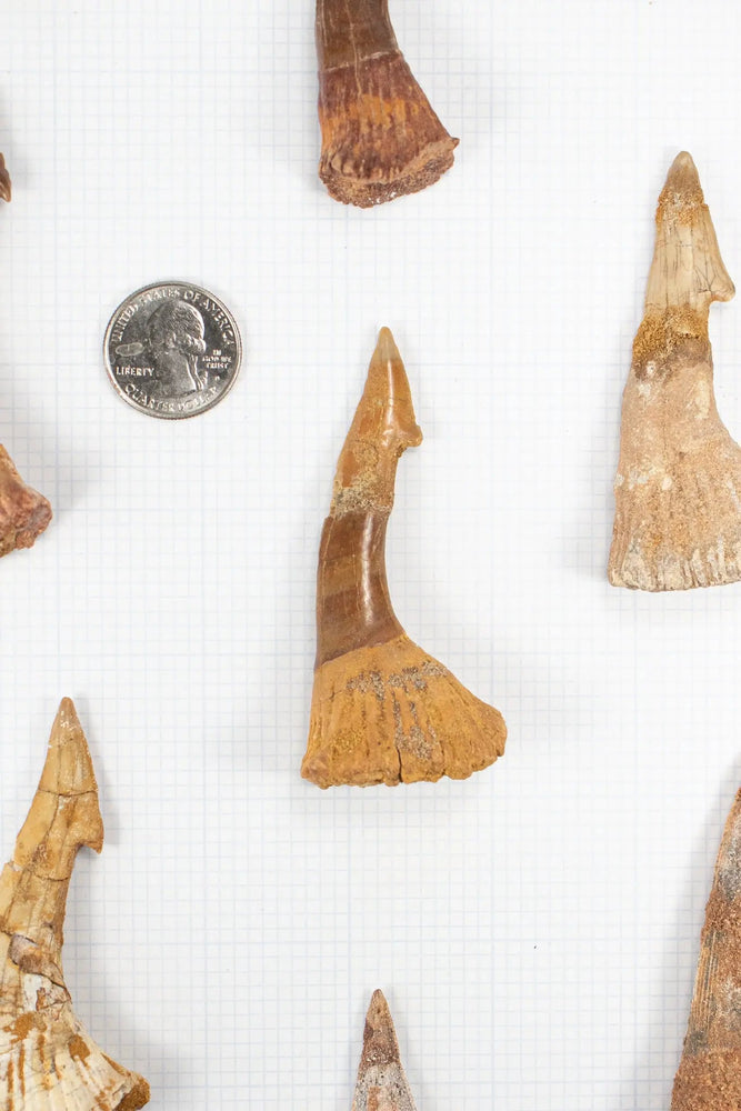 Large Sawfish Tooth (ONLINE ORDER ONLY)