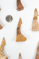 Large Sawfish Tooth (ONLINE ORDER ONLY)